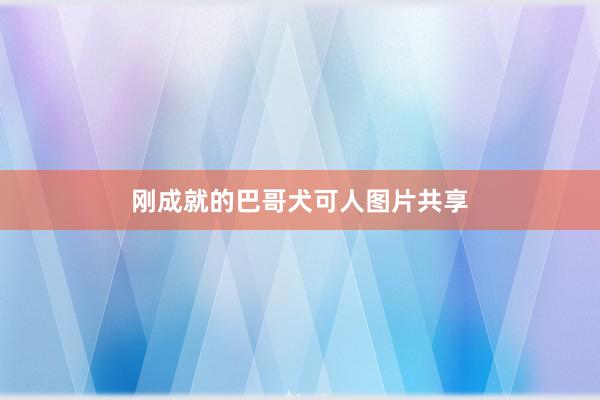 刚成就的巴哥犬可人图片共享